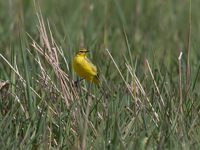 Motacilla flavissima Yellow Wagtail Engelse Kwikstaart